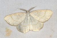 Cabera exanthemata