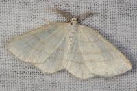 Cabera pusaria