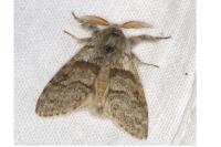 Calliteara pudibunda