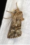 Calophasia lunula