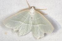 Campaea margaritaria