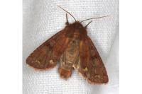 Ceramica pisi