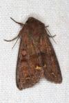 Ceramica pisi