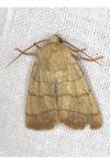 Charanyca trigrammica