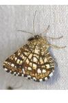 Chiasmia clathrata