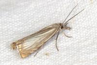 Chrysoteuchia culmella