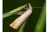 Chrysoteuchia culmella