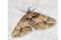 Cleora cinctaria