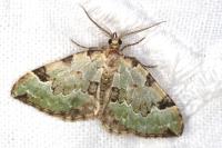 Colostygia pectinataria