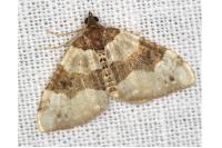 Cosmorhoe ocellata