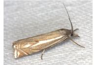 Crambus lathoniellus