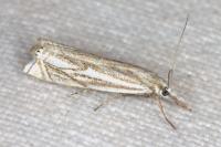Crambus lathoniellus