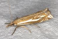 Crambus pratella