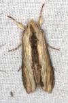 Cucullia