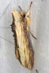 Cucullia