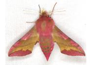 Deilephila porcellus
