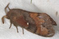 Dendrolimus pini pini