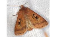 Diarsia mendica