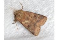 Diarsia rubi