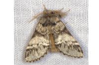 Drymonia dodonaea