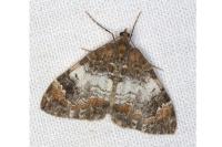 Dysstroma truncata