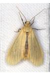 Wittia sororcula