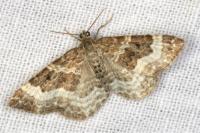 Epirrhoe alternata