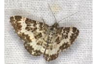 Epirrhoe tristata