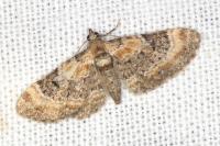 Eupithecia linariata