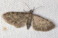 Eupithecia subfuscata