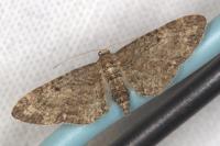 Eupithecia subfuscata