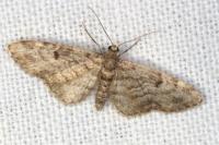 Eupithecia tantillaria