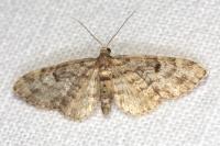Eupithecia tantillaria