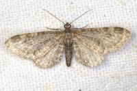 Eupithecia vulgata