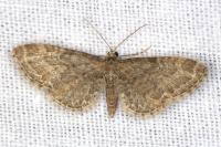 Eupithecia vulgata