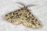 Fagivorina arenaria