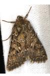 Hada plebeja