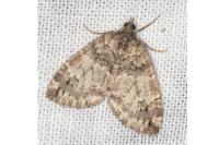 Hydriomena