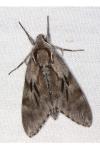 Hyloicus pinastri/maurorum