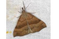 Hypena proboscidalis