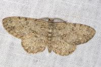 Hypomecis punctinalis