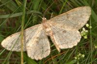Hypomecis punctinalis