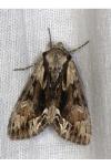 Hyppa rectilinea