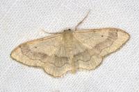 Idaea aversata