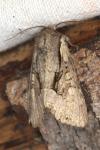 Lacanobia w-latinum