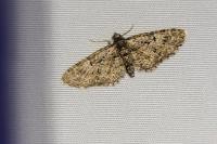 Eupithecia abbreviata