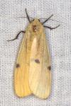 Lithosia quadra