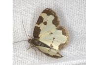 Lomaspilis marginata