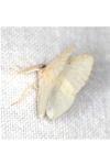 Lomographa bimaculata