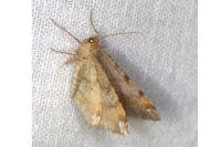 Macaria liturata